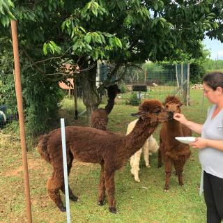Agriturismo il Podere Vedelago con San Bernardo, Alpaca e una Pentola di cose da scoprire - 8