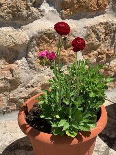 guesthouse Libertas 1 - Dubrovnik - 6