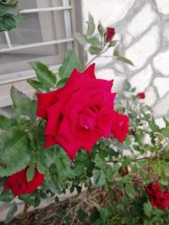 Il Roseto - Coppito - 5