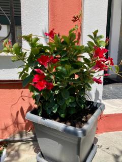 Dielino Amazing Sunset View - 7