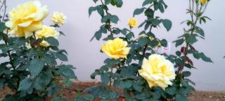 "Spyros" 1-Room Apartment - Simple, cozy, close to the beach - 5