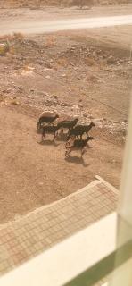 228Hostel - Al Hamra - 8