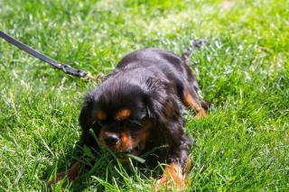 Old fisherman's house on barkes - pet and family friendly - 7