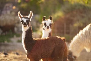 Alpaca Farm - חוות האלפקות - Mitzpe Ramon - 2