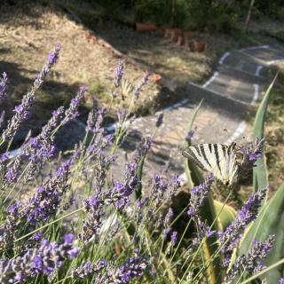 Lavender and Salt Holiday Home - Banjol - 6