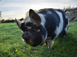 Lower Severalls Farmhouse - 2
