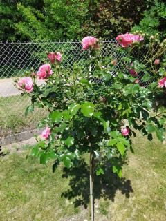 Gospodarstwo Agroturystyczne w Borszycach - 1