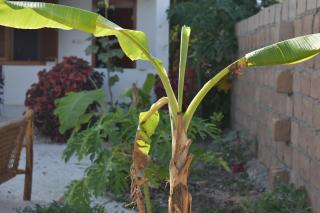 New Arisen Bungalows - Bwejuu - 2