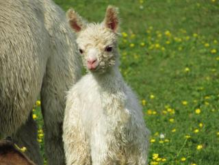 Les Chemins d'Ambre et Thaïs - 6