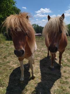 Les Chemins d'Ambre et Thaïs - 8