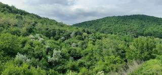 Căsuța dintre salcâmi - Vălenii de Munte - 7
