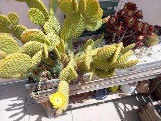 Autan des Couleurs - Albi - 9