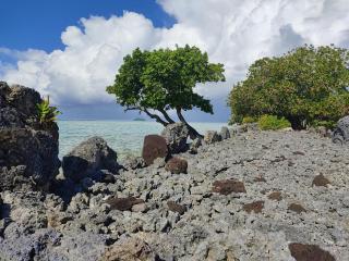 RAIATEA - Studio Tenape - Tevaitoa - 2