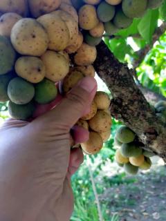 VILLA D' KEBUN WITH FREE FRUITS - Malacca - 5