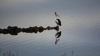 Ratcliff Cottage - Pelican Lagoon - 9