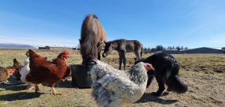 Cora´s House & Horses - 1
