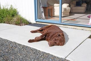 Self Contained Cottage Pukekohe - 5