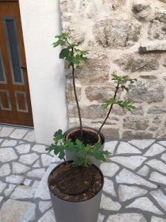 Old town apartment Mare - Hvar - 0