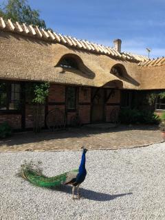 Cottage on unique farm - 9