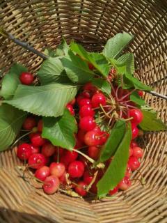 Cascina Valtignosa Camere Con Vigna - 2