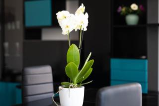 Appartamento 16 - Monopoli - 3