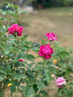 Maison d'hôtes La Chabanaise - Marais Poitevin - 1