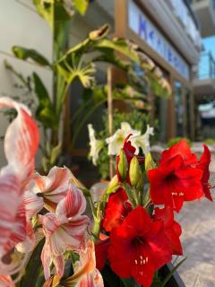 Ξενοδοχείο Μελίβοια-Hotel Melivoia - 4