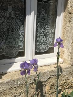 Les Gonies - Amande - Mauroux - 3
