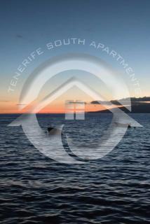 Paradise Ocean Suite - Adeje - 8