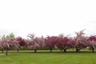 Hamptons North - Lyndonville - 4