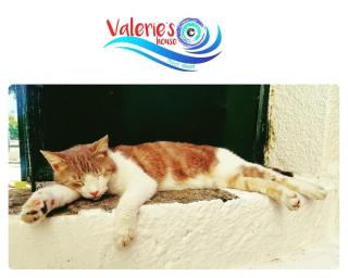 Valerie's House - Poros - 6