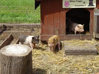 Bei Schütts - Spiel und Spaß im Garten rund um eine moderne Ferienwohnung - 9