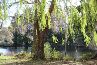 McLaren Lake View - 7