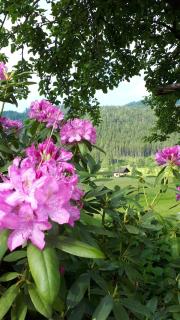 Landhaus Fuggermühle - 7