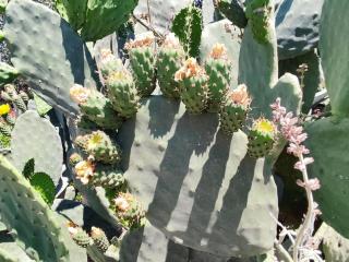 Athina's Stone House in Kardamyli - 2