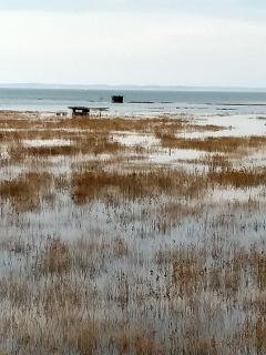 charmante chambre sur le bassin d'Arcachon - Gujan-Mestras - 1