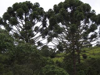 Paiol - Tô na Roça - Junto á natureza!!! - Cunha - 3