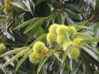 Paiol - Tô na Roça - Junto á natureza!!! - Cunha - 1