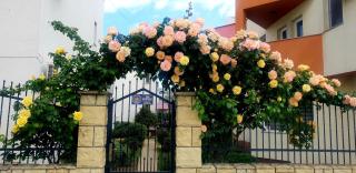 Vila Ambient frontal la mare - 7