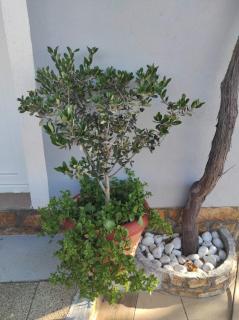 Apartman Grlić family suite Vodice Croatia - Vodice - 4