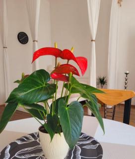 Przytulne apartamenty Nowy Świat Centrum Lok 1 - 3