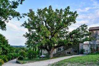 L'Abbraccio della Quercia - Momjan - 3