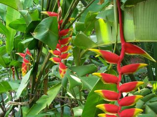 Posada El Jardin - Ticul - 5