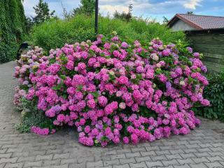 Dworek sw.Antoniego - Sławutowo - 2