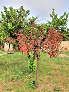Villa nel Salento - Ampie camere e giardino, fino a 10 persone - 3