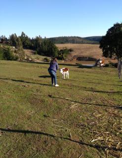 Cabaña Rústica en Pichilemu - Pichilemu - 4
