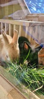 BioBauernhof Fresoldhof - 4