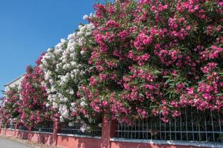 Villa Cindro Apartments - Podstrana - 9