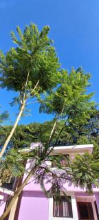 Hotel Bosques - Zacatlán - 4