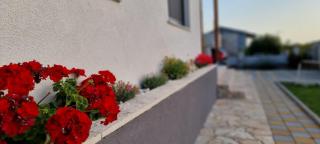 Yellow dream - Murvica - 3